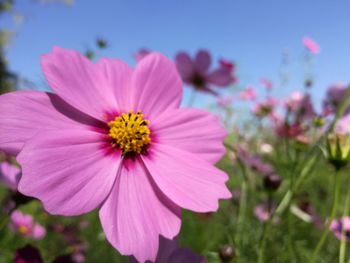 Close-up of pink cosmos blooming outdoors