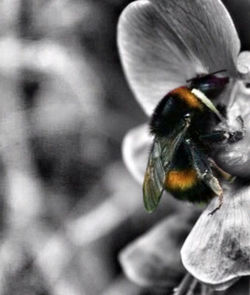 Close-up of bee pollinating flower