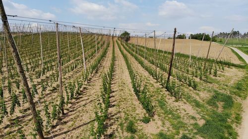 Scenic view of vineyard against sky