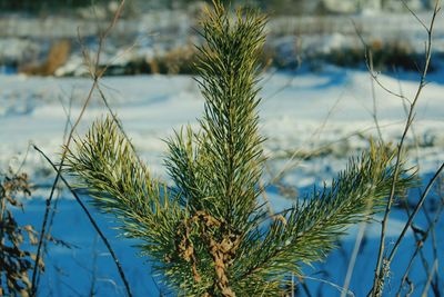 Close-up of plants during winter