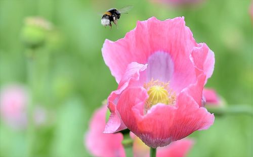 Close-up of insect on pink flower