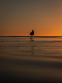 Silhouette bird on beach during sunset