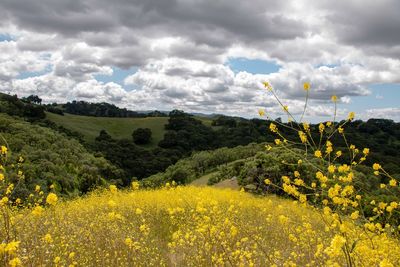 Scenic view of oilseed rape field against cloudy sky