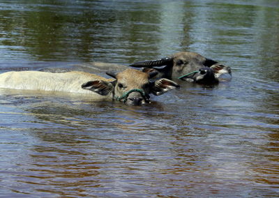 Buffaloes in a lake