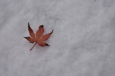 High angle view of maple leaf on snow covered plant