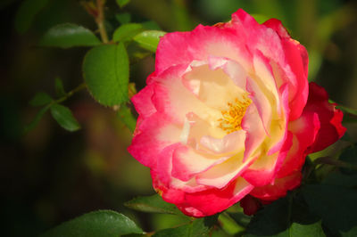 Close-up of pink flower