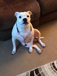 High angle view of dog sitting on sofa at home