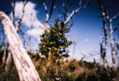 Close-up of spider on plant