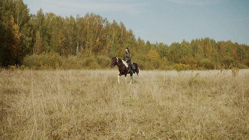 Horse in a field