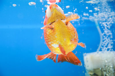 Close-up of goldfish swimming in tank at aquarium