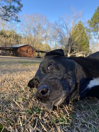 Close-up of dog