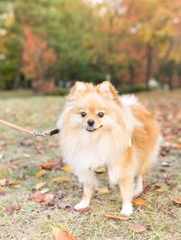 Portrait of dog on field