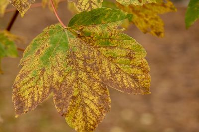 Close-up of autumnal leaves