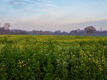 Scenic view of flowering field against sky