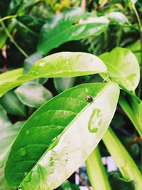 Close-up of insect on leaf