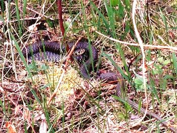 View of an animal in field