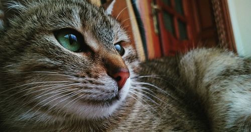 Close-up of a cat looking away
