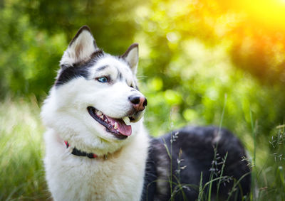 Black and white siberian husky, walking in the summer field