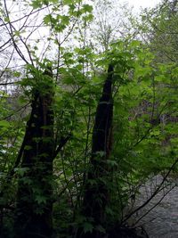 Trees in forest