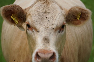 Portrait of cow