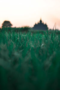 Surface level of grass on field against sky