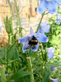 Close-up of bee on purple flower