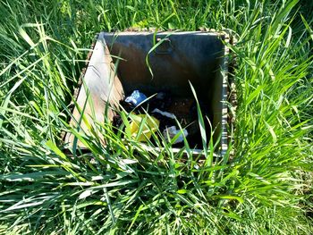 grass