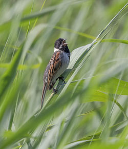 Reed bunting in song