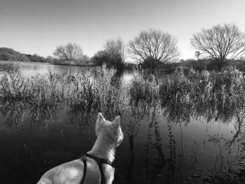 View of a horse on the lake