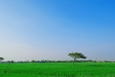 Scenic view of agricultural field against clear sky