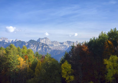 Scenic view of forest against sky during autumn