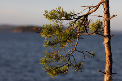 nature