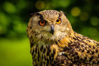 Close-up portrait of owl