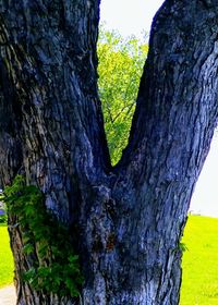 Close-up of tree trunk