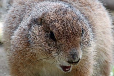 Close-up portrait of a animal