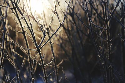 Close-up of snow and frosty ice on plants