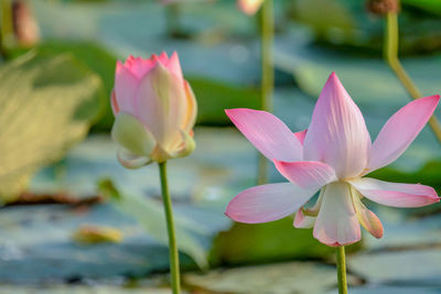 Close-up of pink water lily in lake