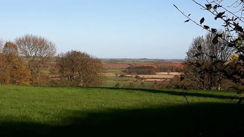 Trees on field against clear sky