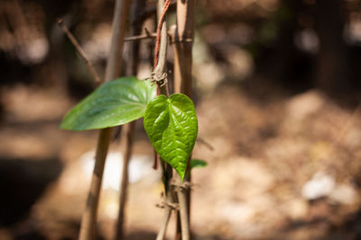 Close-up of plant