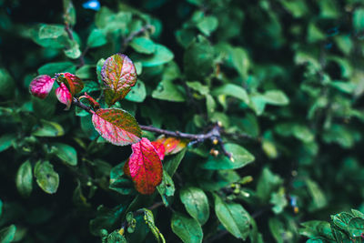 Close-up of pink flowering plant