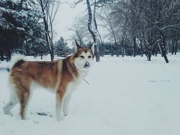 Dog standing on snow covered field