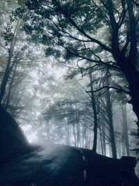 Trees growing in forest during winter