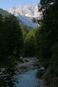 Scenic view of stream amidst trees in forest