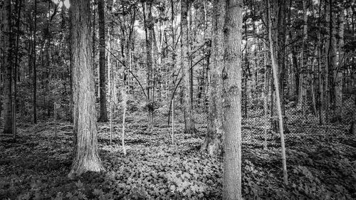 Full frame shot of tree trunk