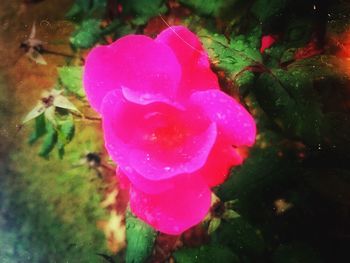 Close-up of pink rose