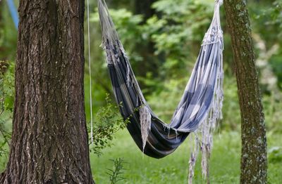 Close-up of fishing hanging on tree trunk