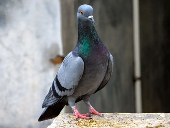 Close-up of pigeon perching on retaining wall