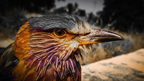 Close-up of a bird