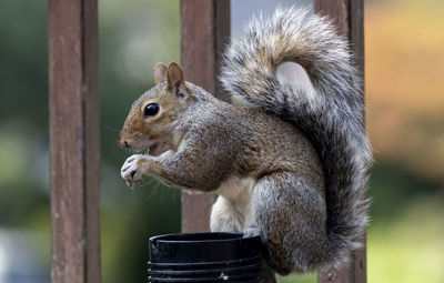 Close-up of squirrel on wood