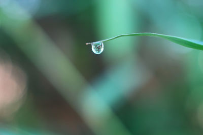 Close-up of water drops on leaf